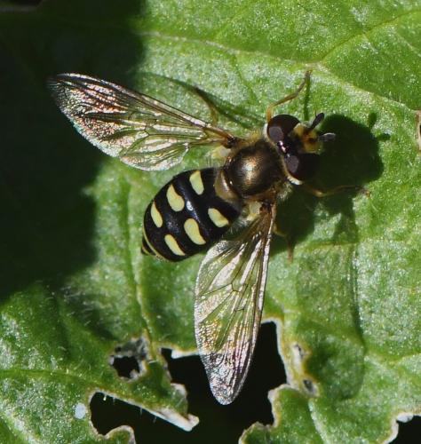 Réf. 245 332 : Eupeodes luniger